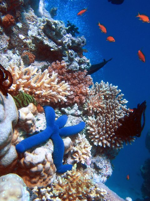 Rozgwiazda na tle koralowca (Źródło: Wikipedia)