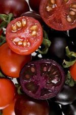 Pomidory z barwnikiem z grupy antocyjanów