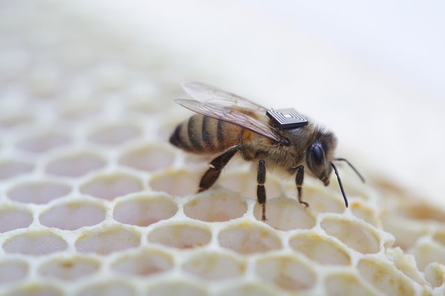Intel ratuje pszczoły